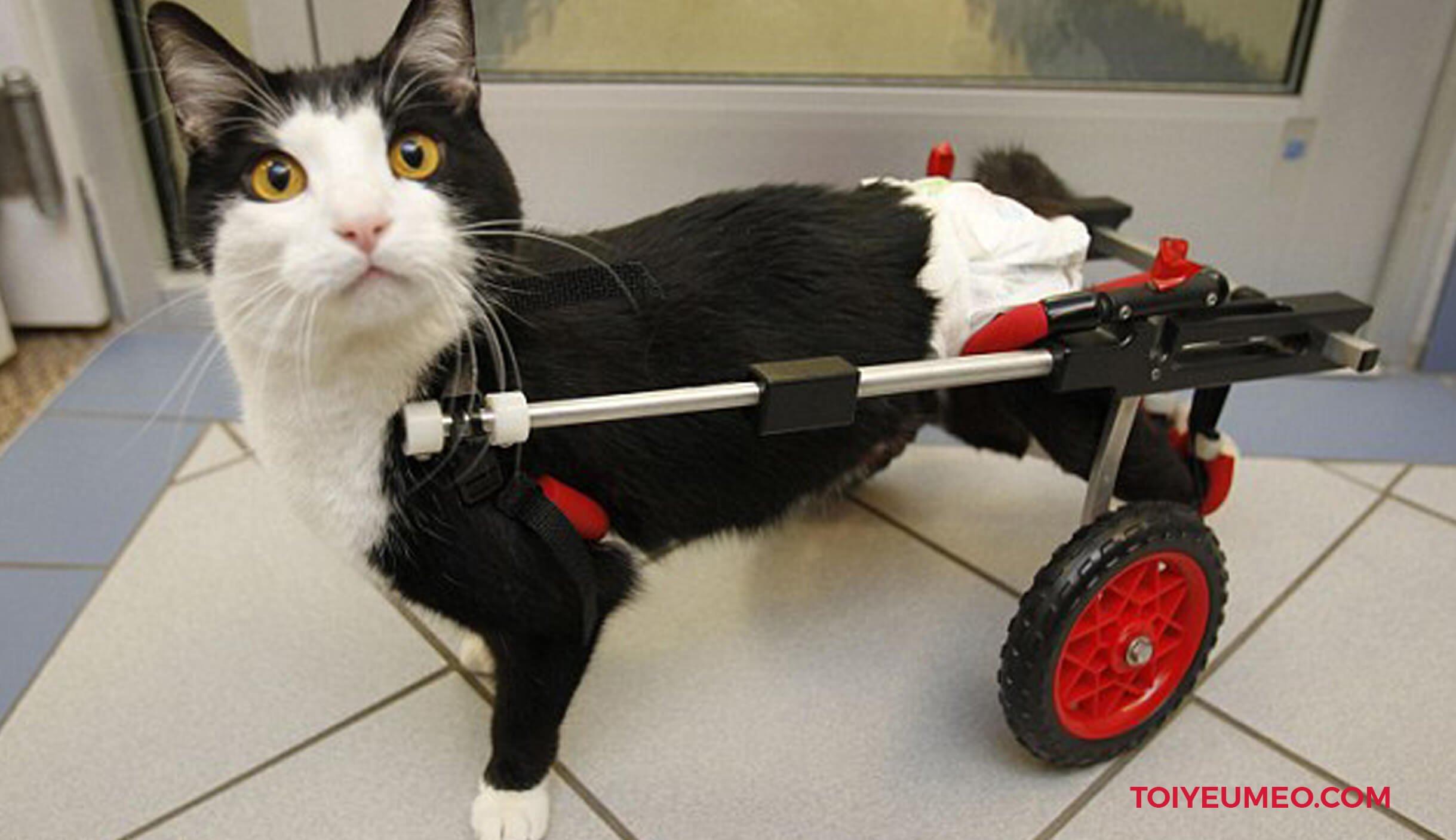 Кошки без задней лапы. Инвалидная коляска для кошек. Коляска для парализованных кошек. Инвалидная коляска для кошек на задние лапы. Тележка для кота инвалида.