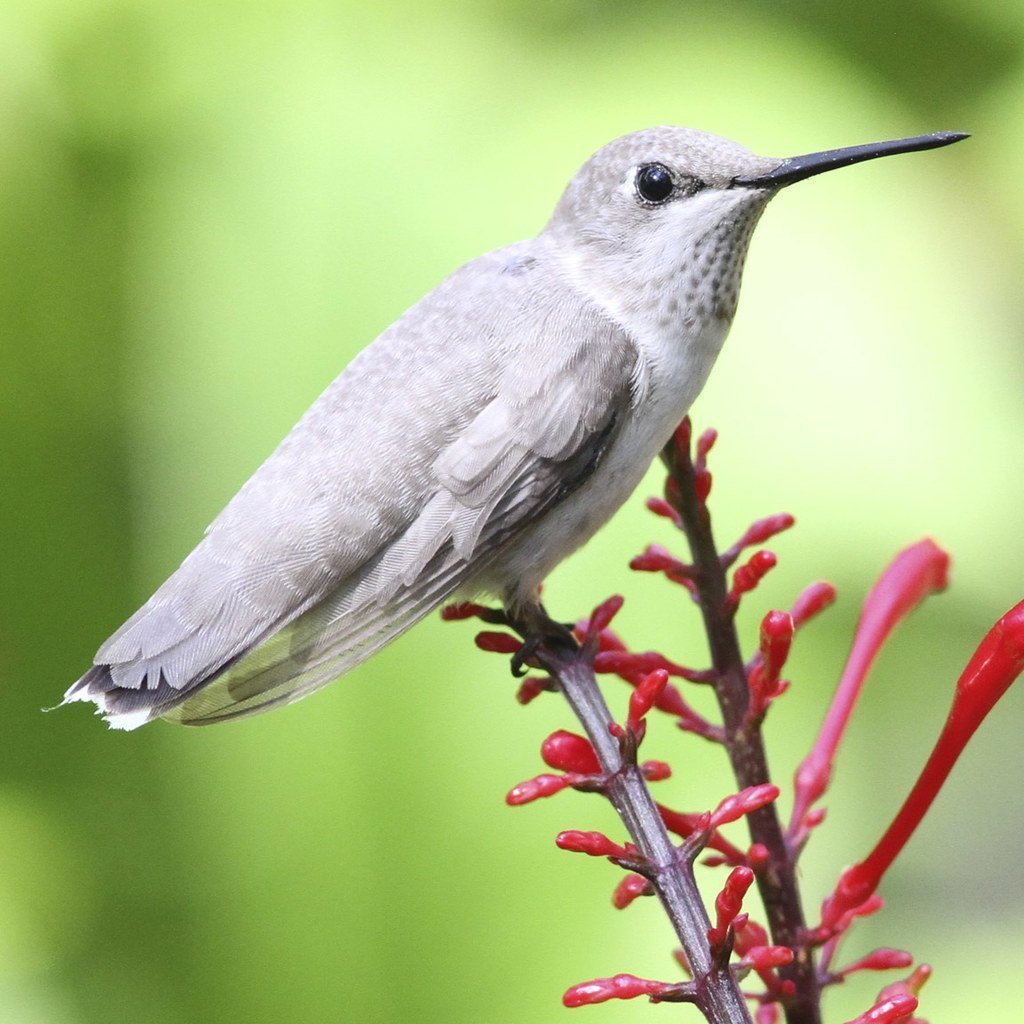 Колибри знаменщик