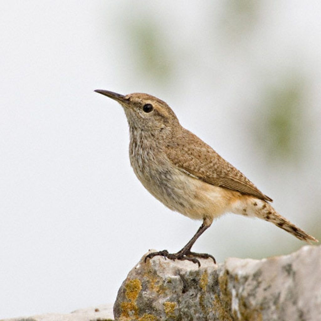 Длинноклювый крапивник птенец