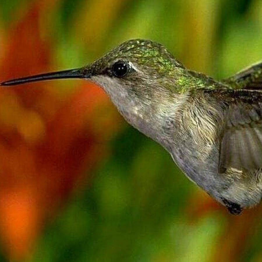 Хохлатый Колибри