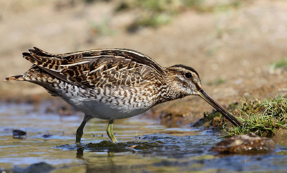 Бекас Долгонос