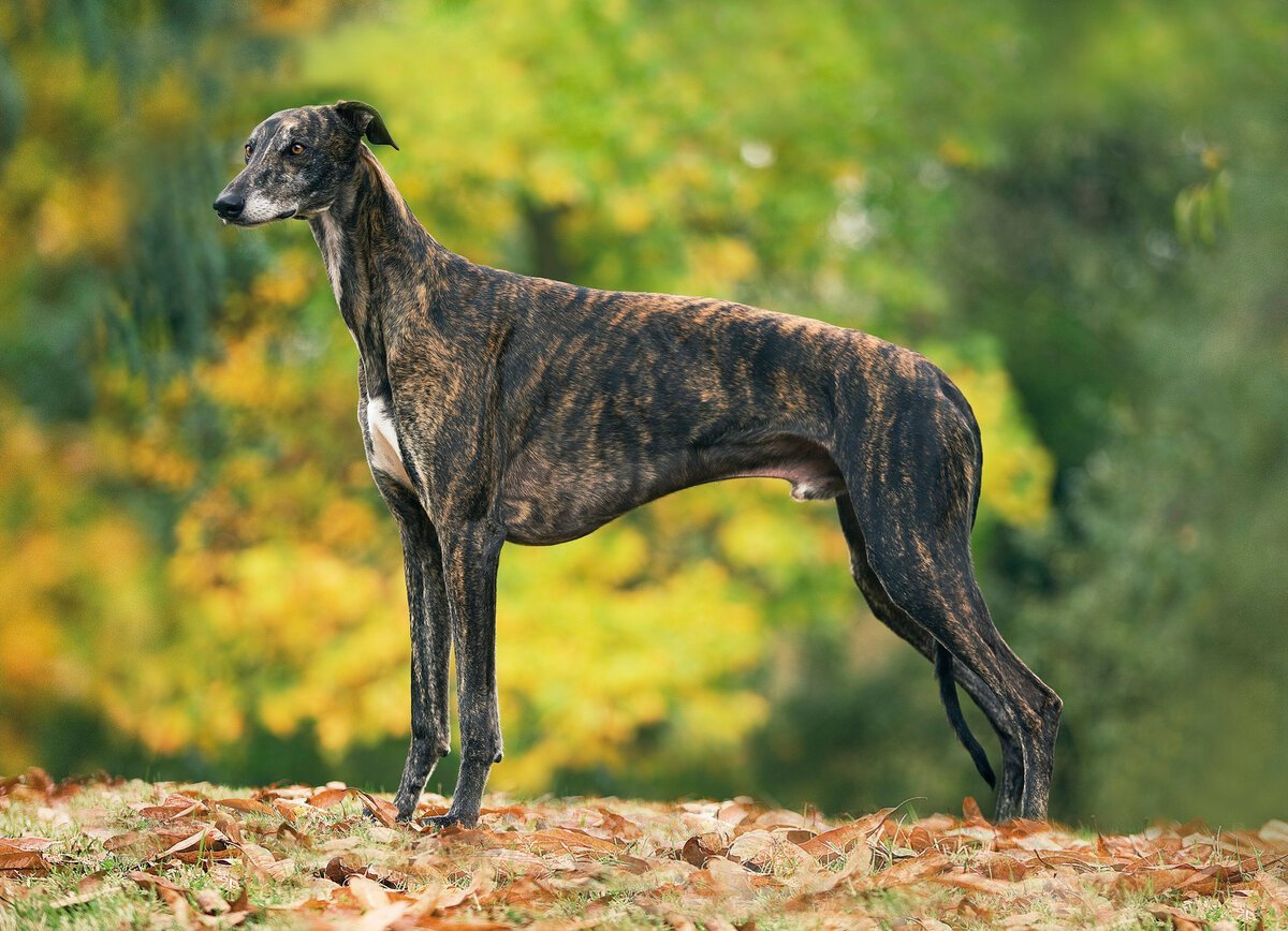 Борзая Грейхаунд