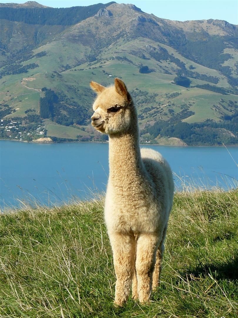 Эль Пако лама