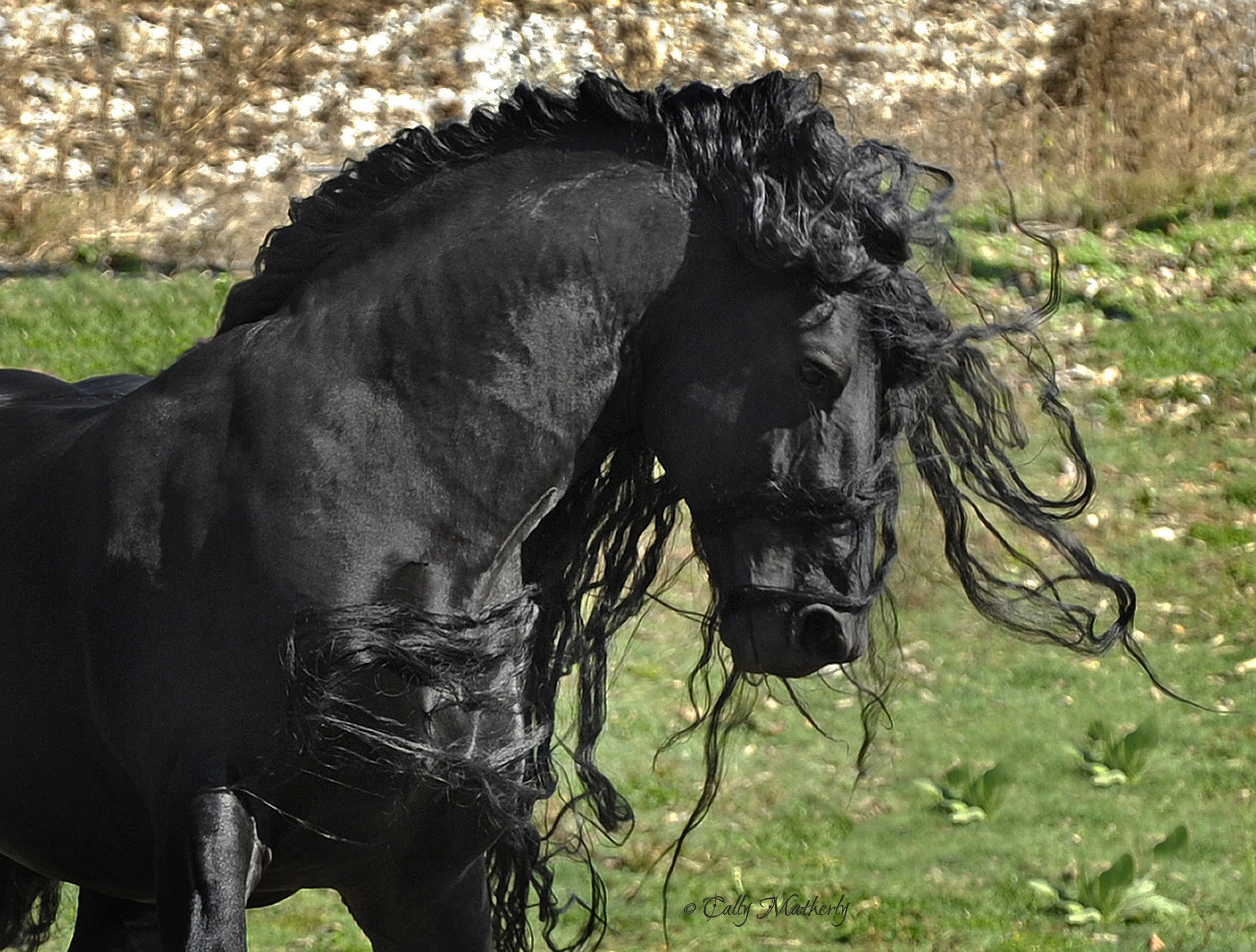 Эта лошадь красива и своенравна. Фредерик Великий Фризская лошадь. Фриз Фризская лошадь. Фризская лошадь Пинто.