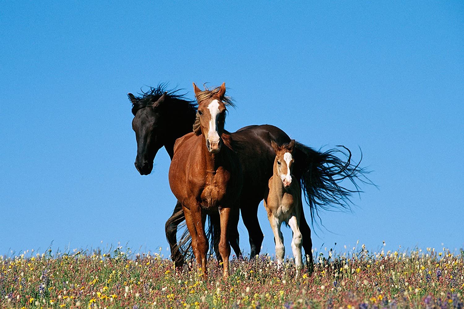 Horse family. Две лошади. Семья лошадей. Лошадь с жеребенком. Любовь лошадей.