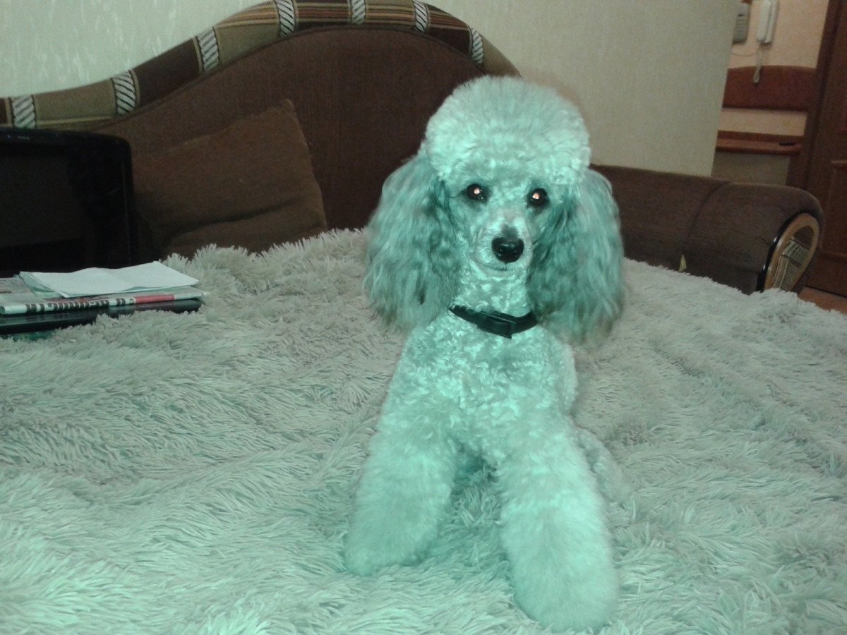 Карликовый Королевский пудель