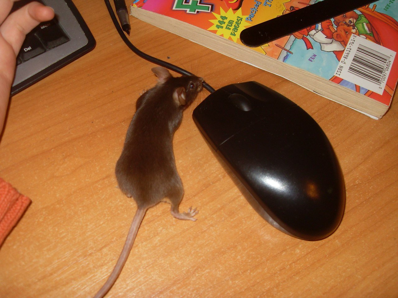 Включи где мышь