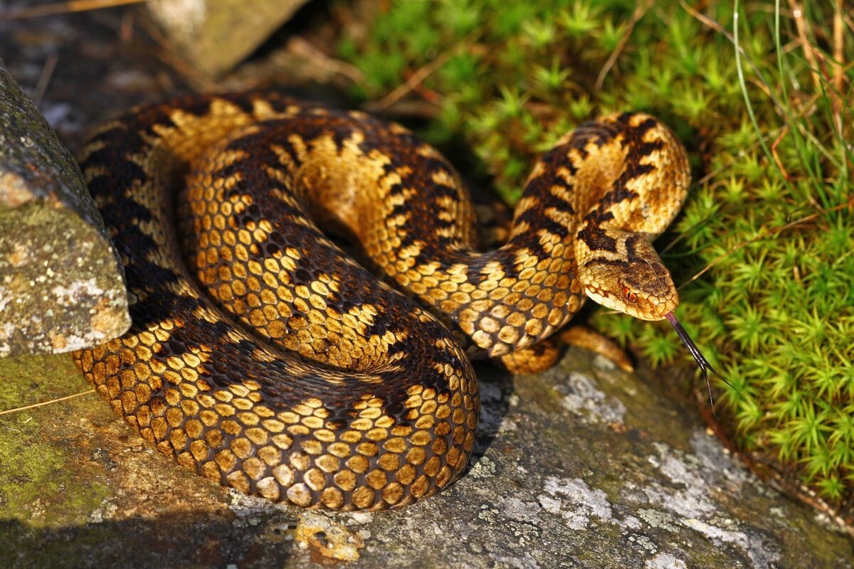 Обыкновенная гадюка (Vipera berus)