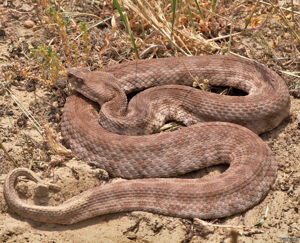 Гадюка Гюрза