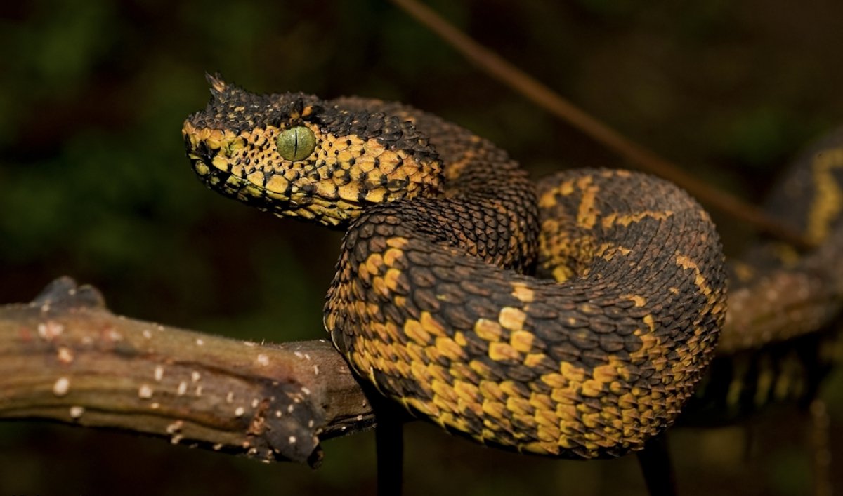 Золотая ямкоголовая гадюка