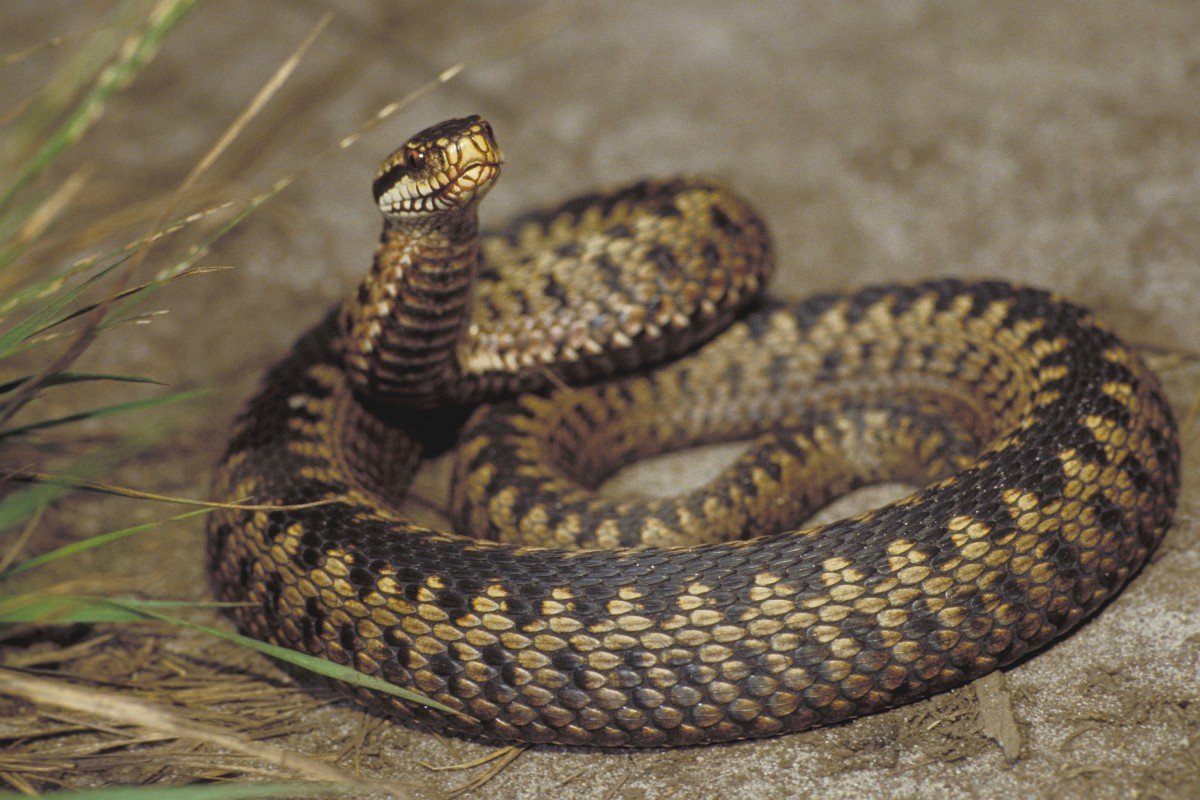 Гадюка в Ростовской области