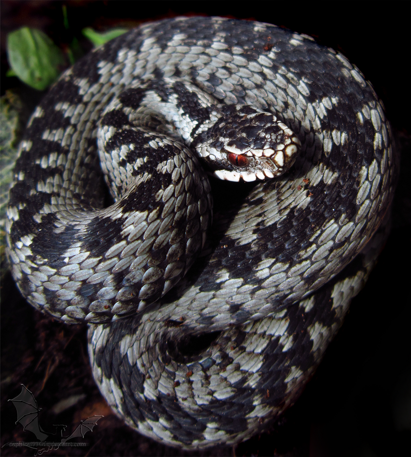 Гадина змея