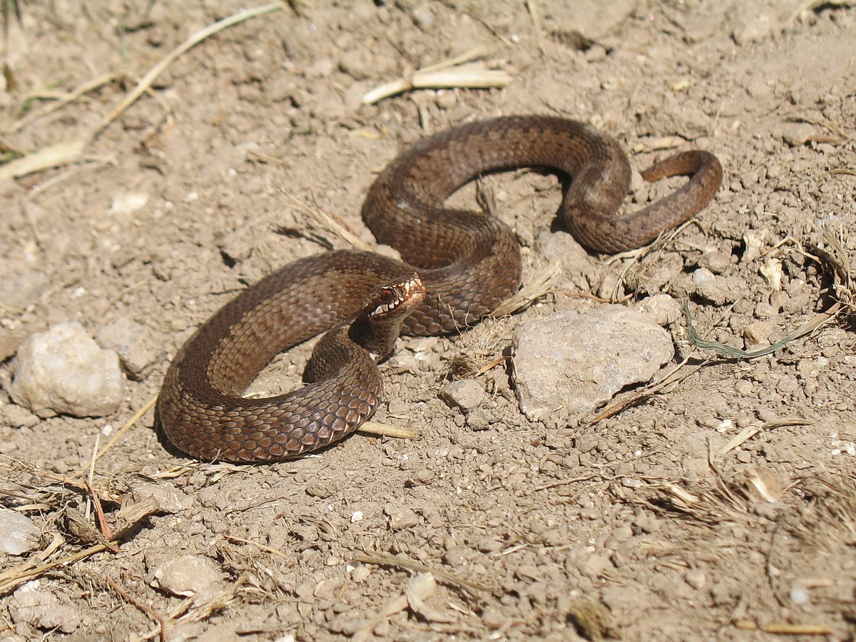 Обыкновенная гадюка Vipera (Pelias) berus