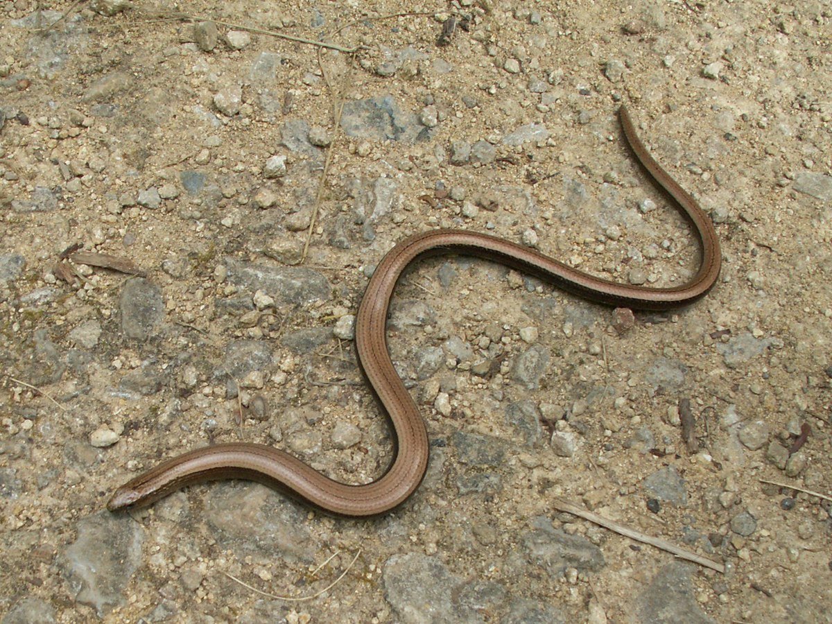 Безногая ящерица веретеница медянка