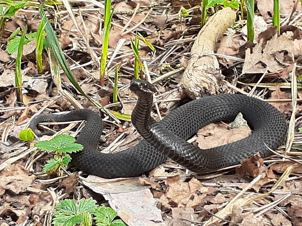 Подмосковная гадюка обыкновенная