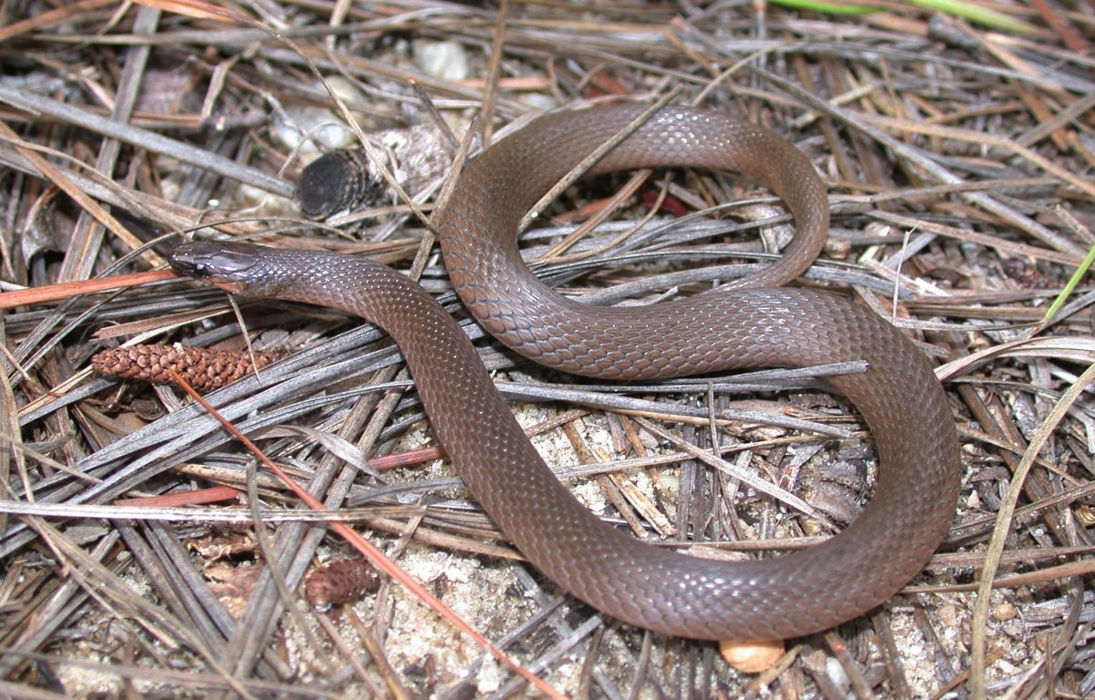 Гадюка коричневая маленькая