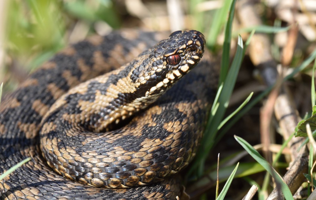 Черная Болотная гадюка