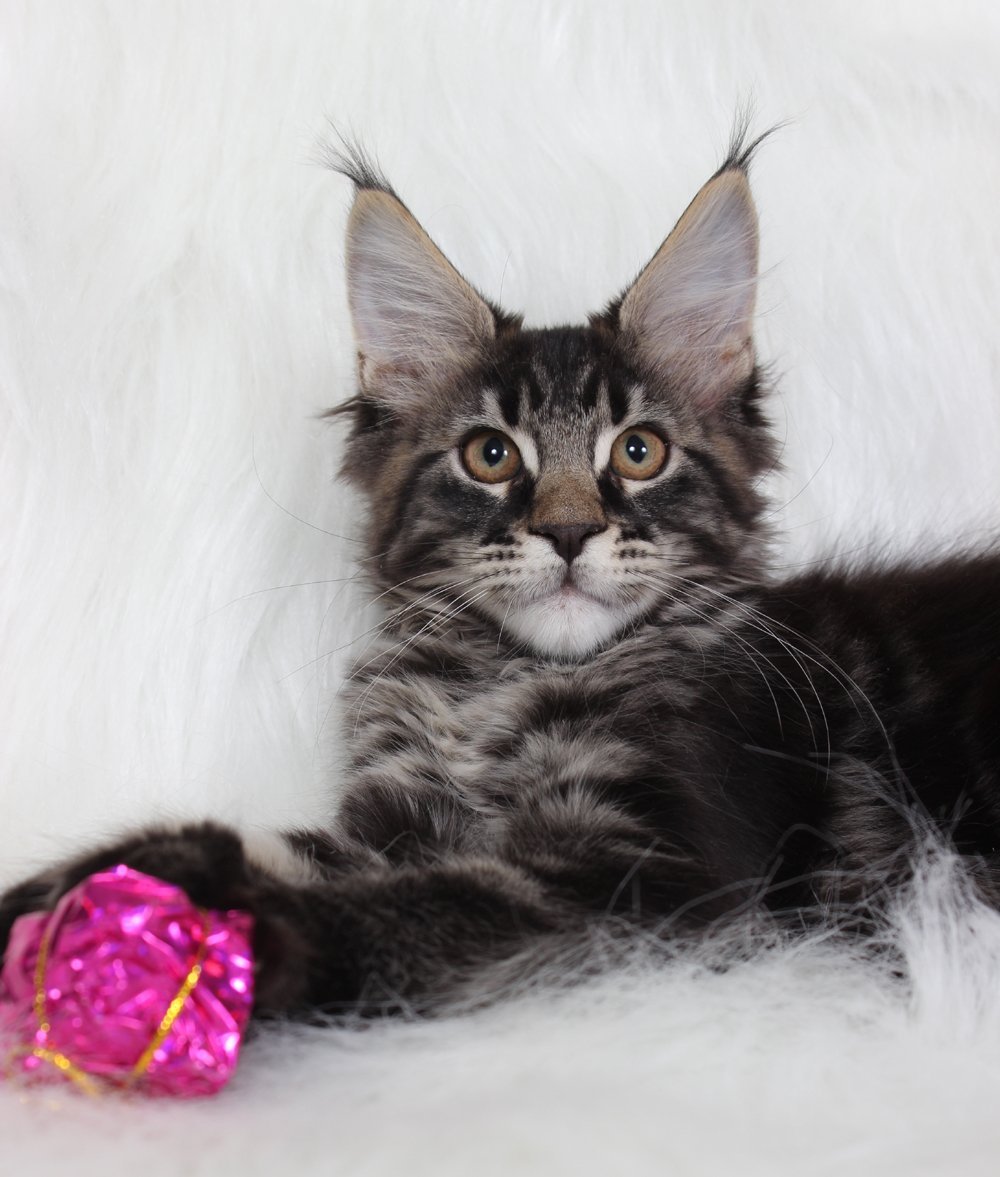 Мурвиль питомник Мейн кунов