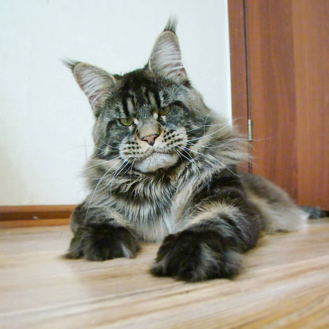 Мейн кун 60 кг