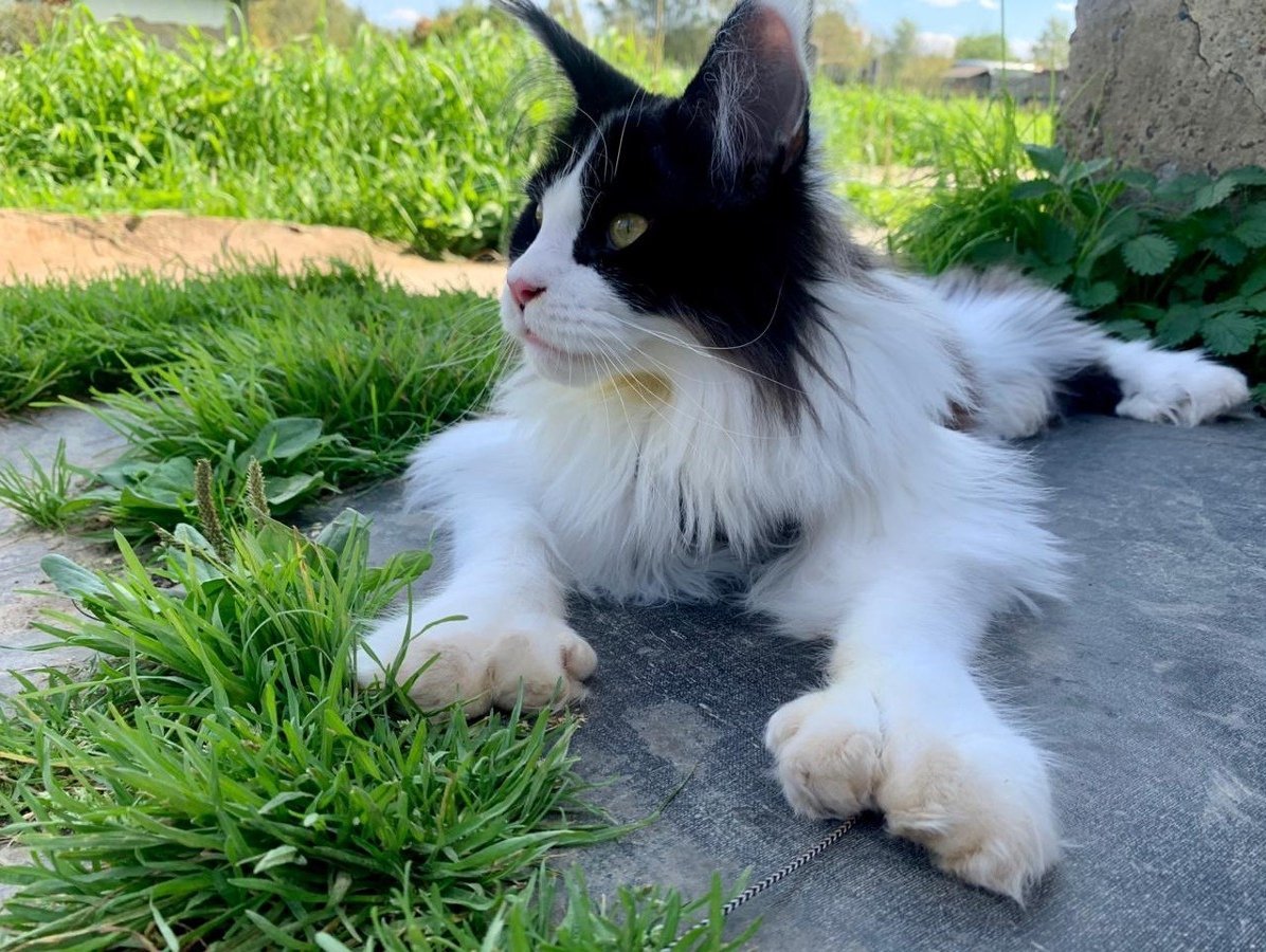 Кошки породы Мейн кун с 6 пальцами