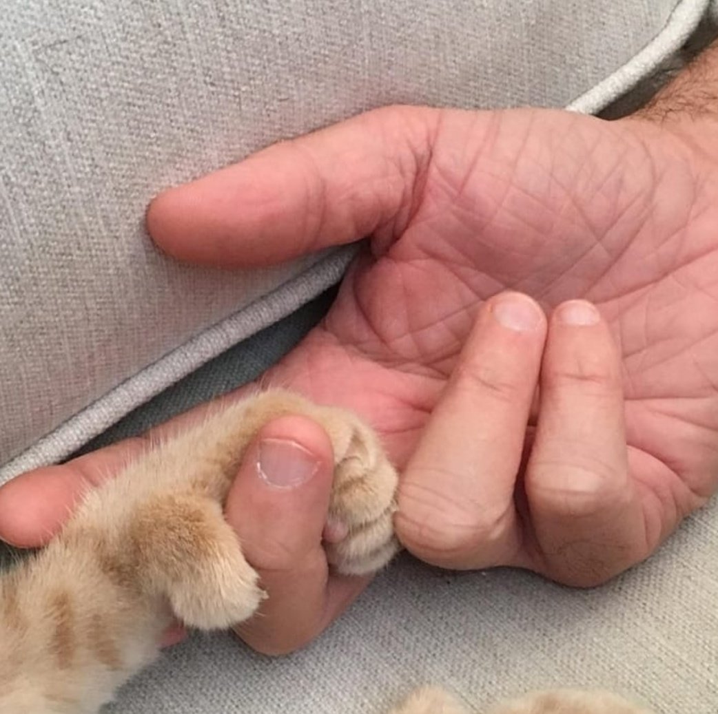 Мейн кун полидакт