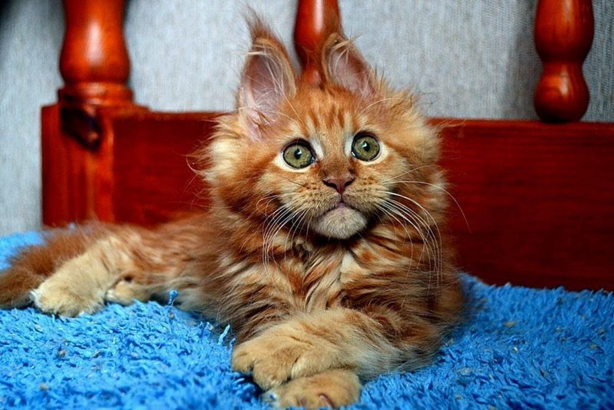 Лапы Мейн куна