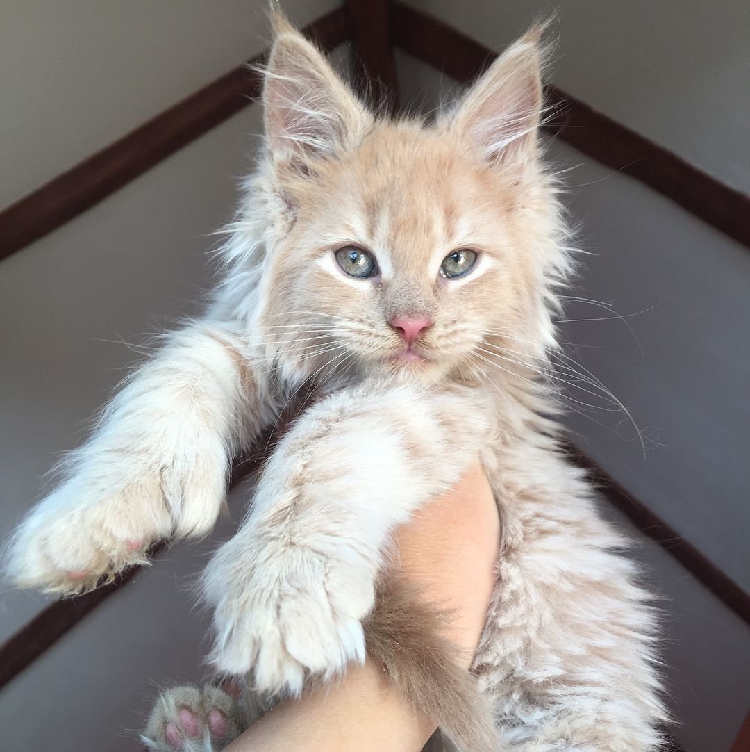 Мейн кун рыжий