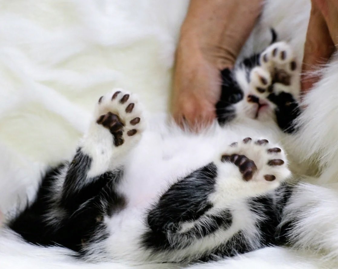 Полидакт Шестипалый кот