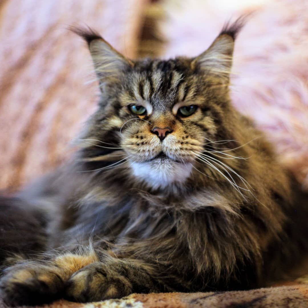 Сибирский Мейн кун