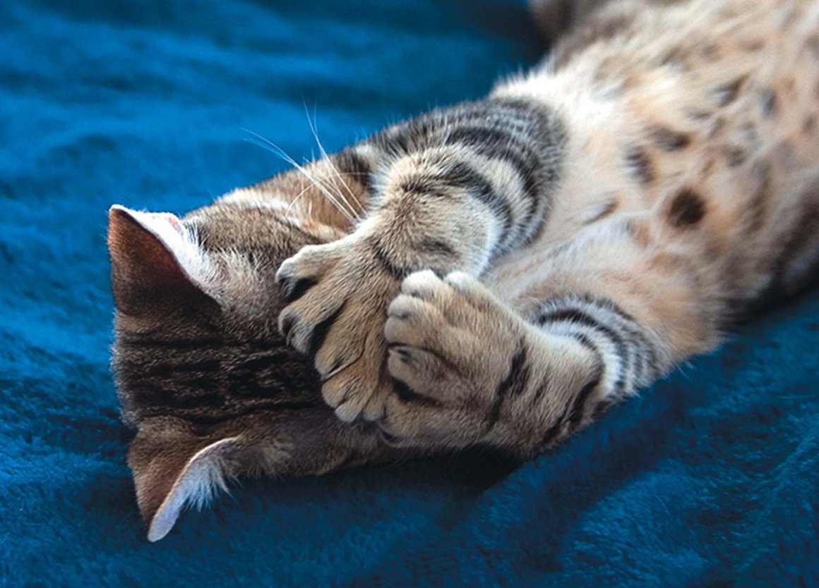 Пиксибоб полидактилия