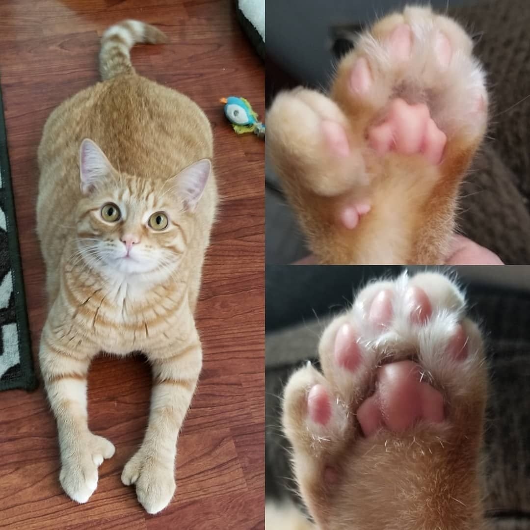 Полидактилия у кошек