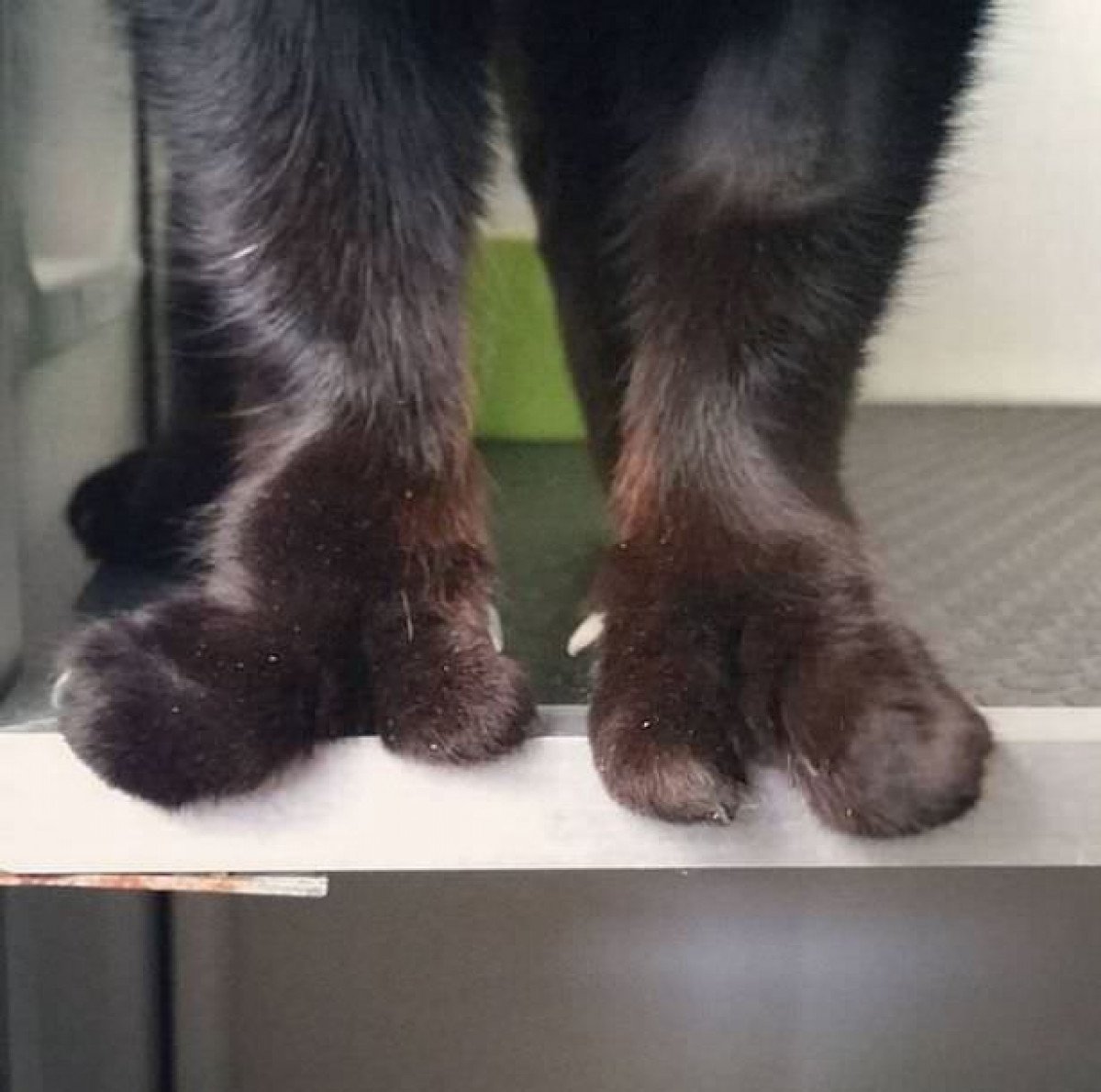 Лапы полидакты