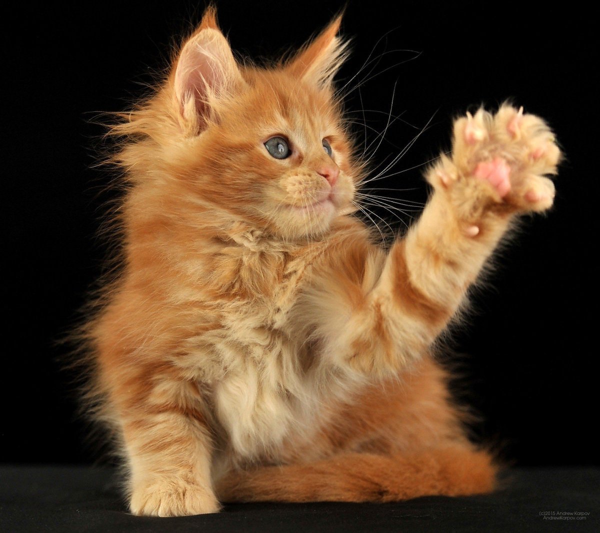 Рыжий кот с поднятой лапой