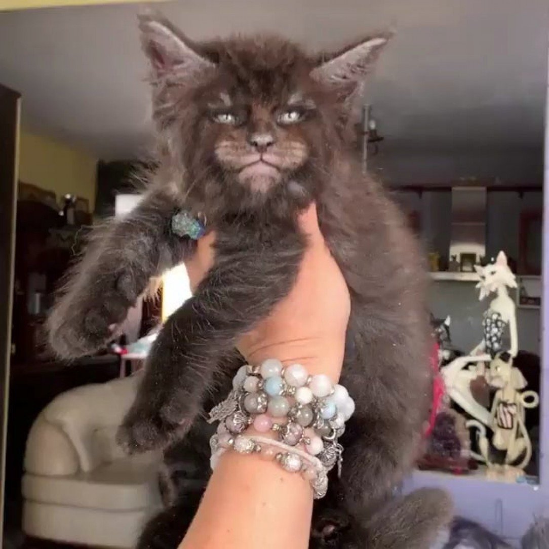 Мейн кун с человеческим лицом