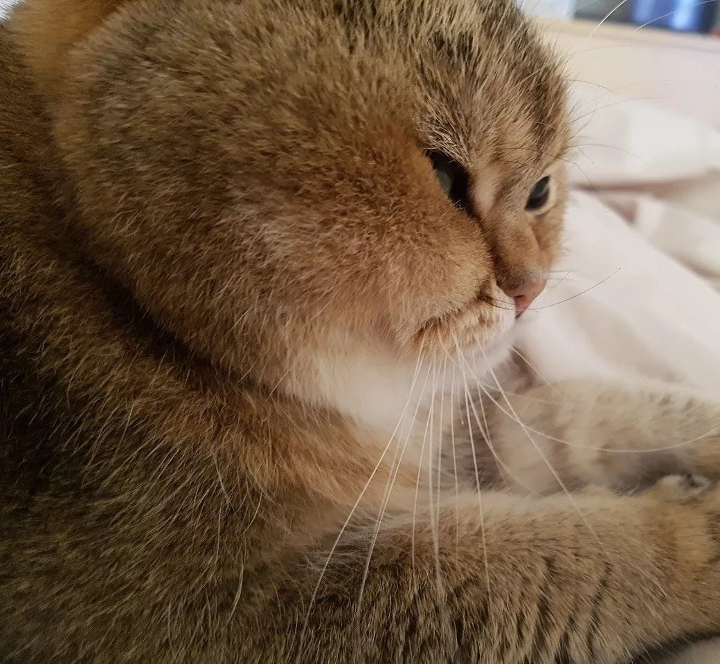 Кот с пухлыми щеками