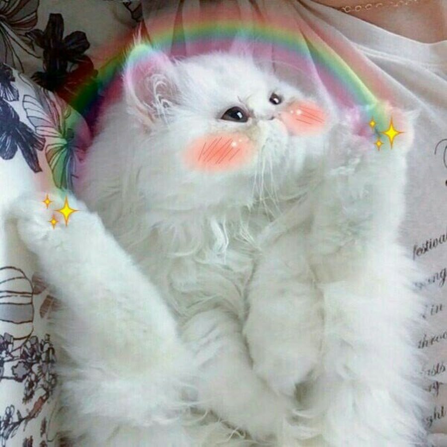 Милые котики с обработкой