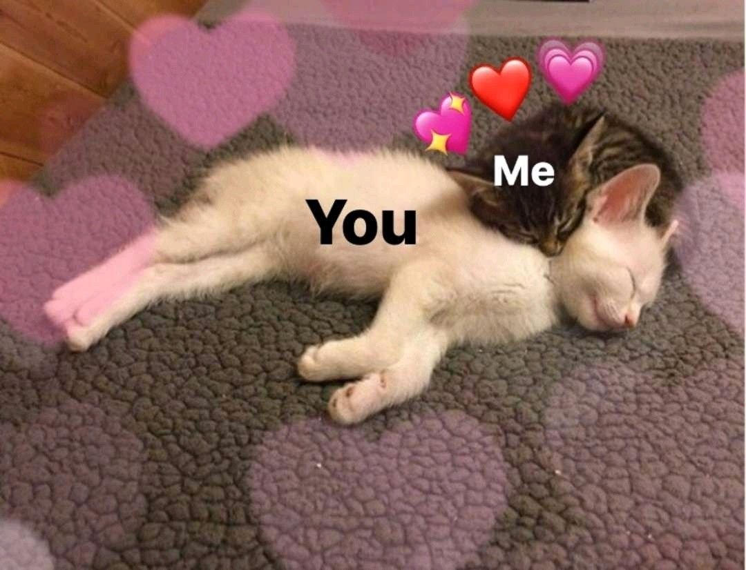 Котики you me