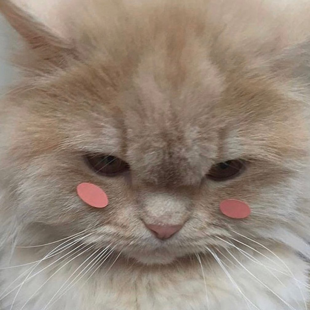 Котенок смущается