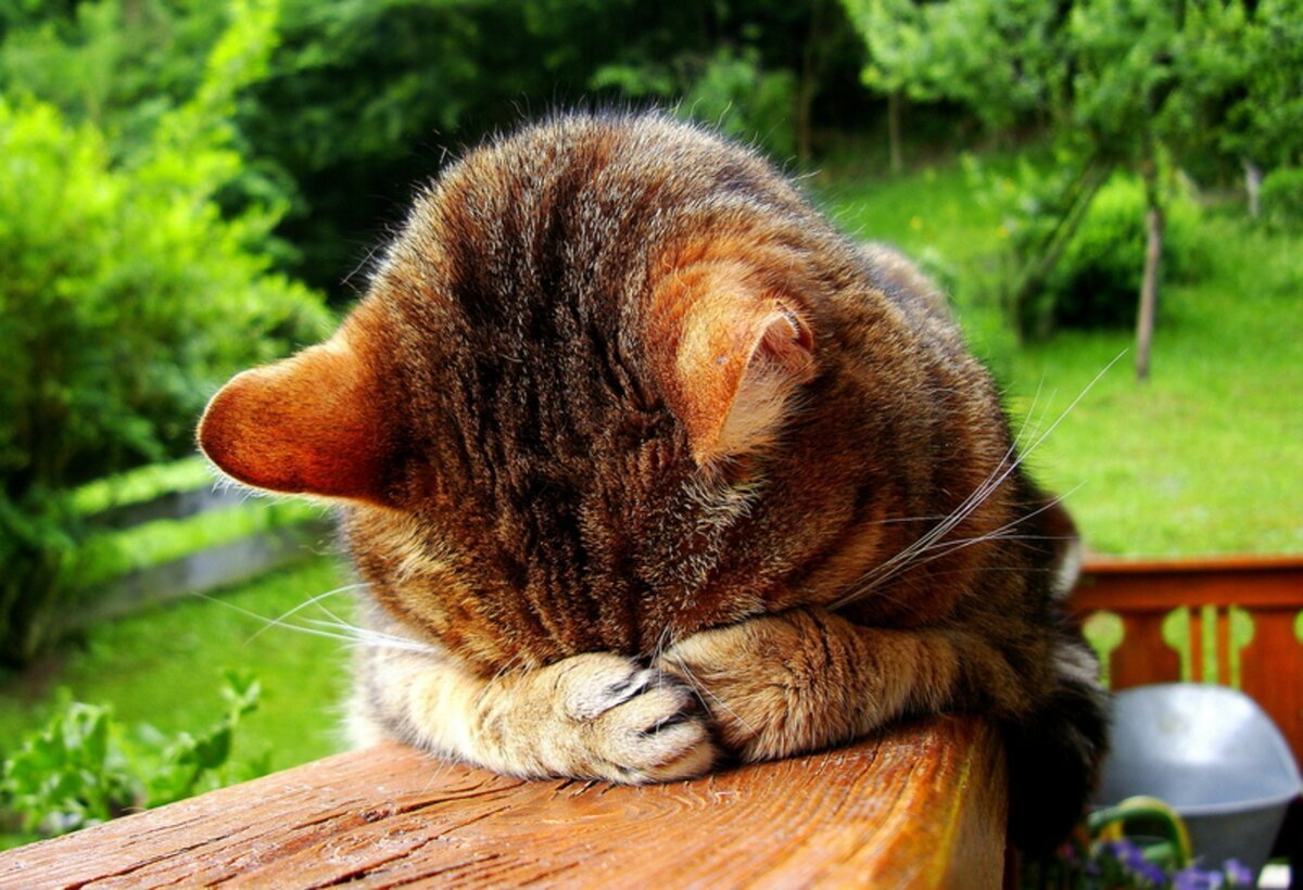 Кошка грустит