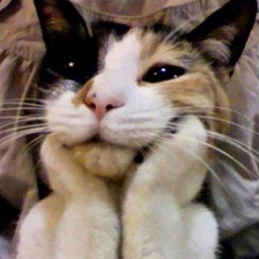 Стеснение котик