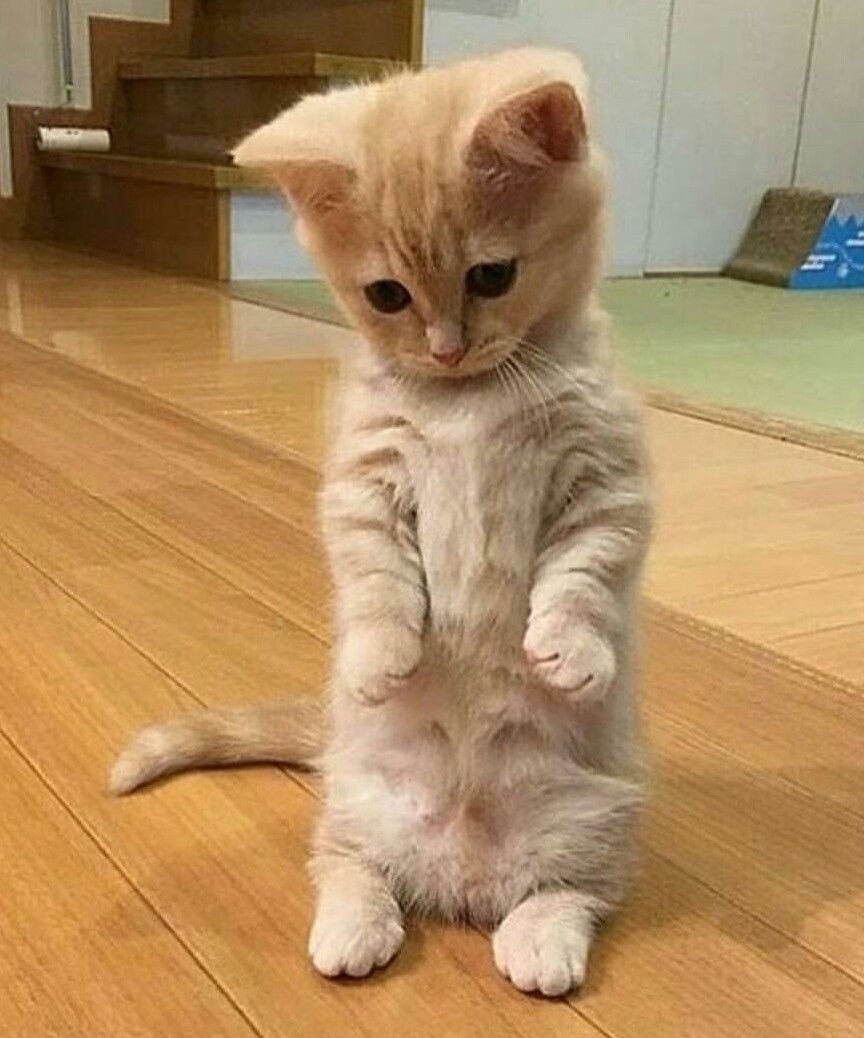 Милые котики который стоят