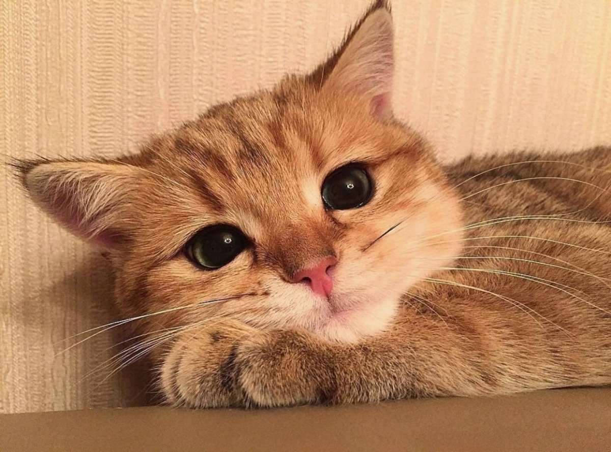 Смущенный котик