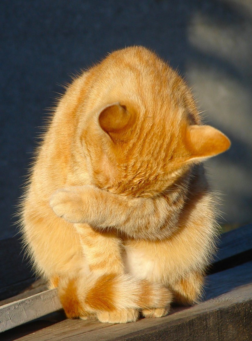 Стеснительный котик