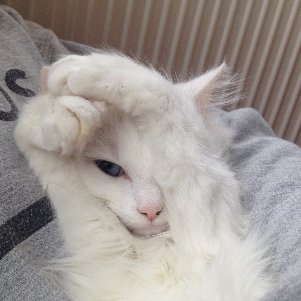 Кот стесняется