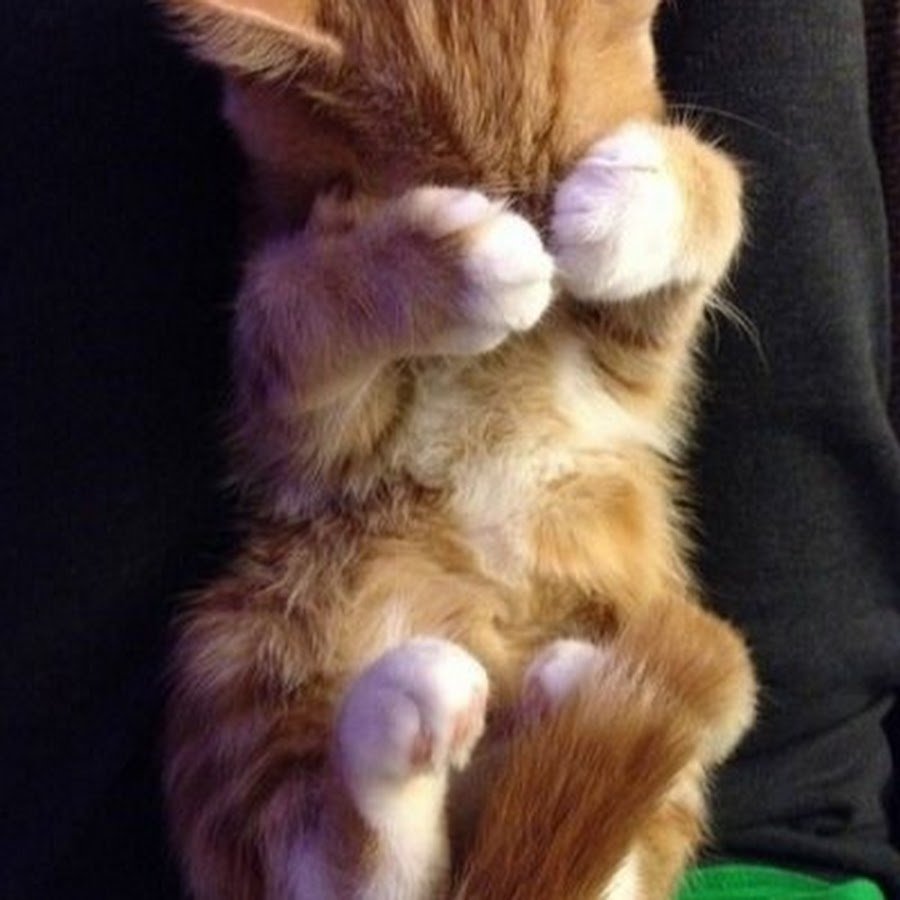 Стеснительный котик