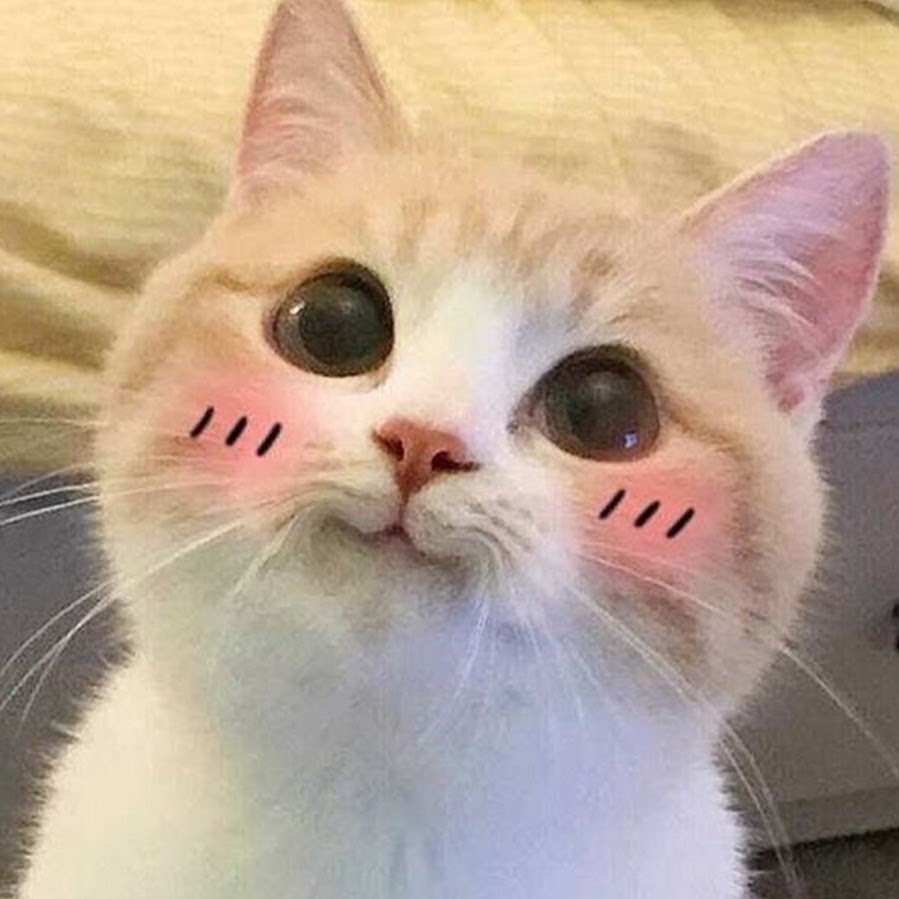 Кот с сердечками в глазах