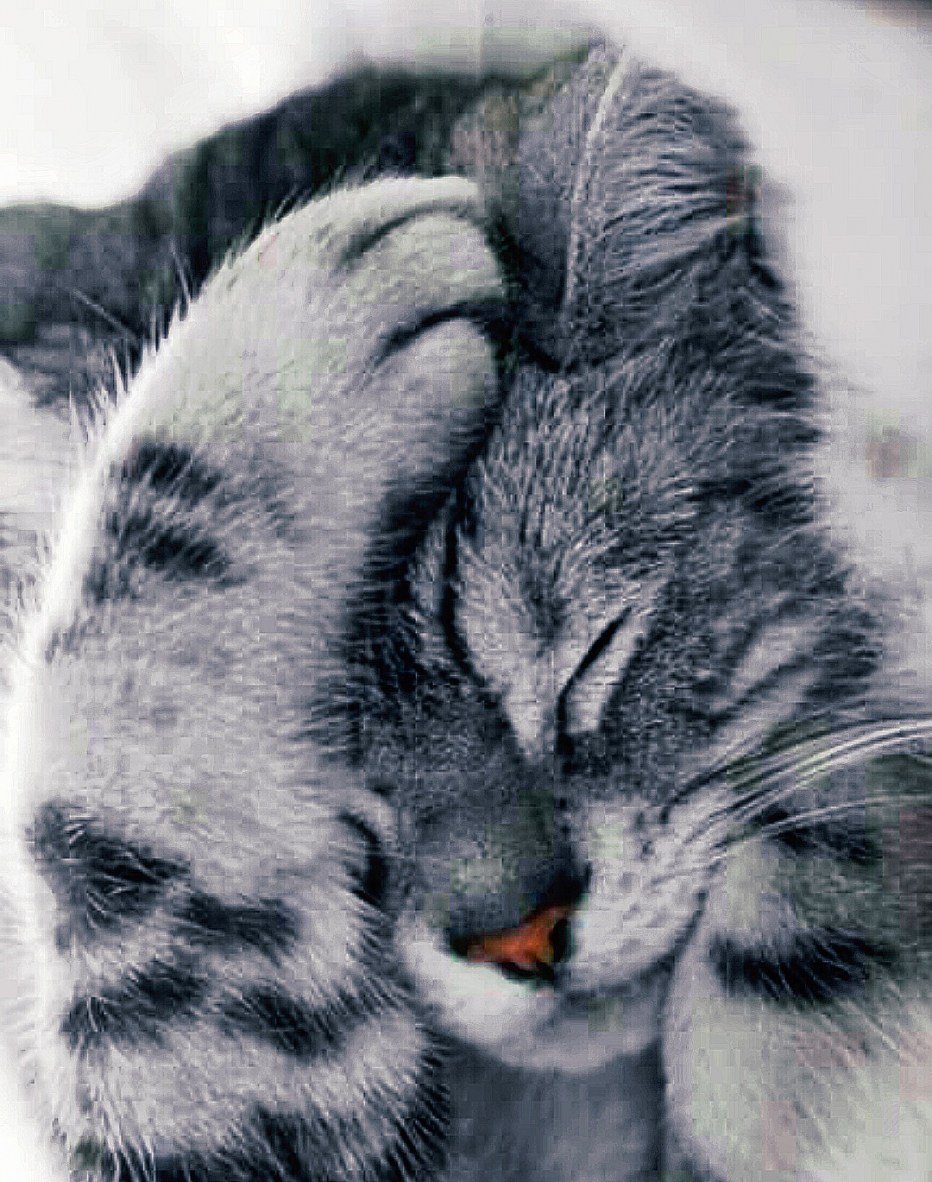 Нежная кошка