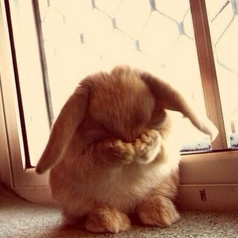 Грустный кролик