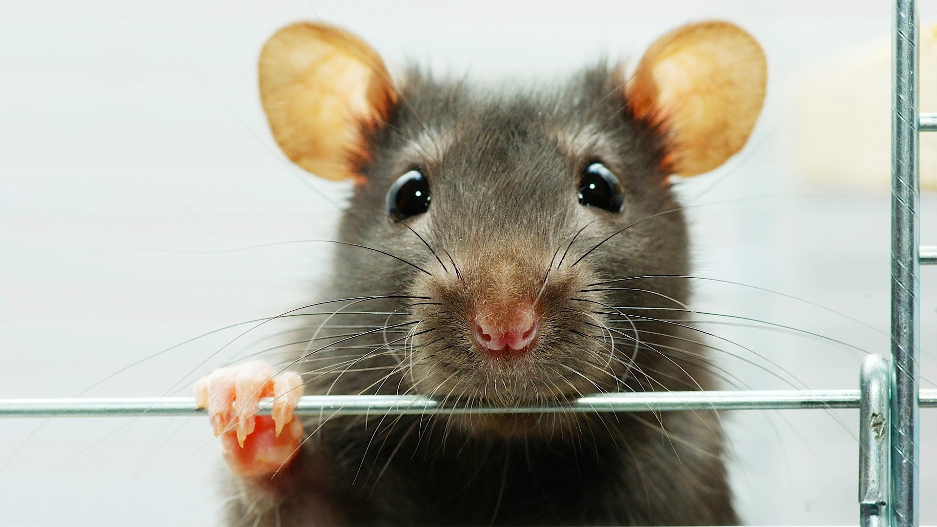 Рабочая мышь. Крыса. Удивленная мышь. Морда крысы. Смешные мышки.