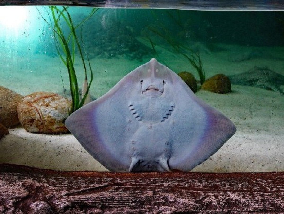 Скат в аквариуме